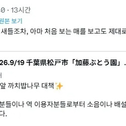 사람을 무서워하지 않는 새들을 쫓아내는 방법.mp4