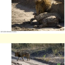 하이애나가 야생에서 살아남는법
