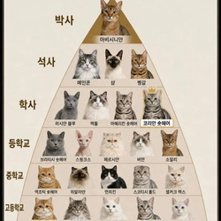 고양이 지능표