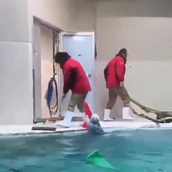 사육사를 도와 정리 잘하는 해달들