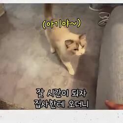 집사가 자기 새끼인 줄 아는 고양이
