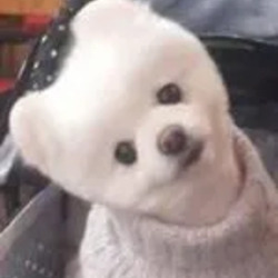 요상하게 점프하는 고양이.gif