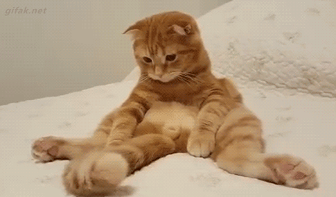 아몰라 꼬리 고양이 냥이 뭐지