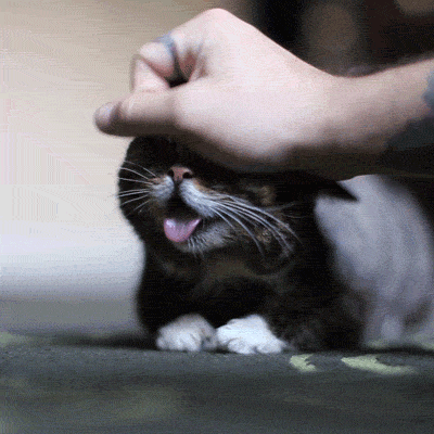 고양이 냥이 쓰담쓰담 귀여운