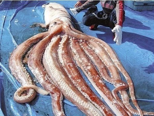 대왕오징어 오징어 큰오징어 못생김 못생긴 너희들 왕오징어