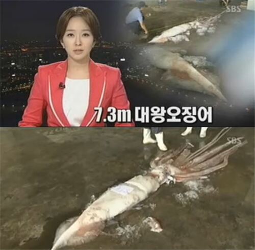 대왕오징어 오징어 큰오징어 못생김 못생긴 너희들 왕오징어 뉴스