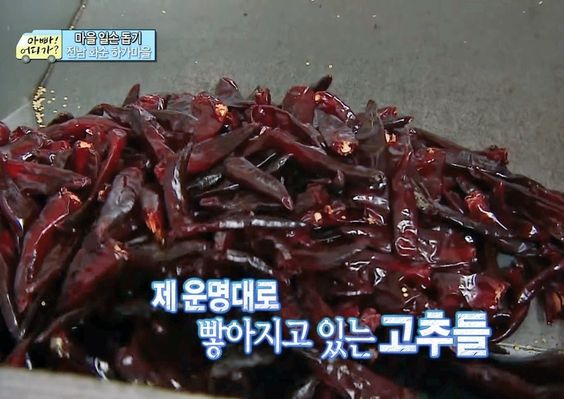 제 운명대로 빻아지고 있는 고추들 고추