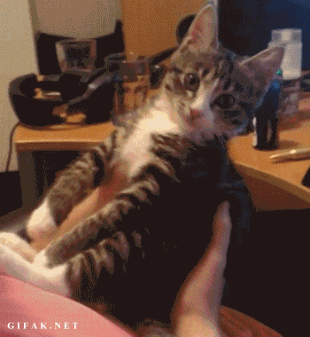 고양이 냥이 귀여운 냥펀치 냥아치 동물