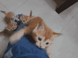 고양이 냥이 귀여운 냥펀치 냥아치 동물