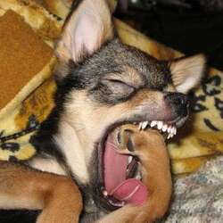 지루 하품 피곤 피곤해 지루해 하품하는 강아지