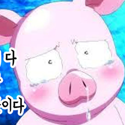 눈물 돼지 야당때문이다 이게 다 야당 때문이다 정치 새누리 자유당 바른정당 쓰레기 패러디