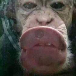 원숭이 츄 입술 키스 거울 유리 표정