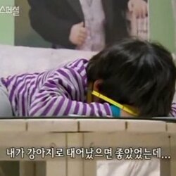 공부 싫어 하기싫어 내가 강아지로 태어났으면 좋았었는데 강아지