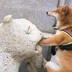 개아파 물림 동상 돌 석상 시바견 엄살