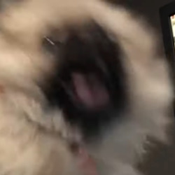 개난리 난리부르스 깨갱 멍멍이 호들갑