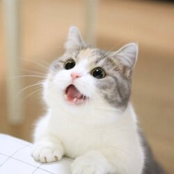 고양이 아껴써야 된다고 이 X끼야